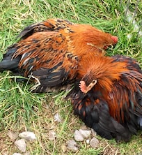 Beautiful chickens in coop on farm.