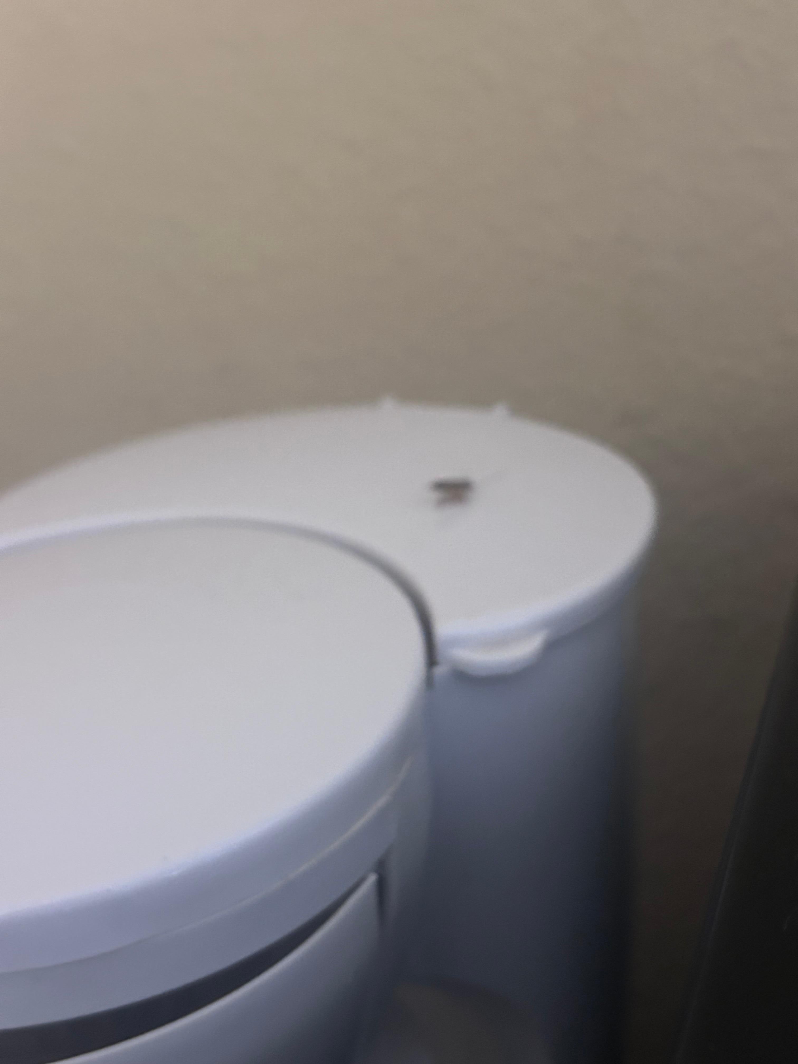 Alive roach on coffee maker