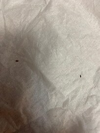 Bugs from bed