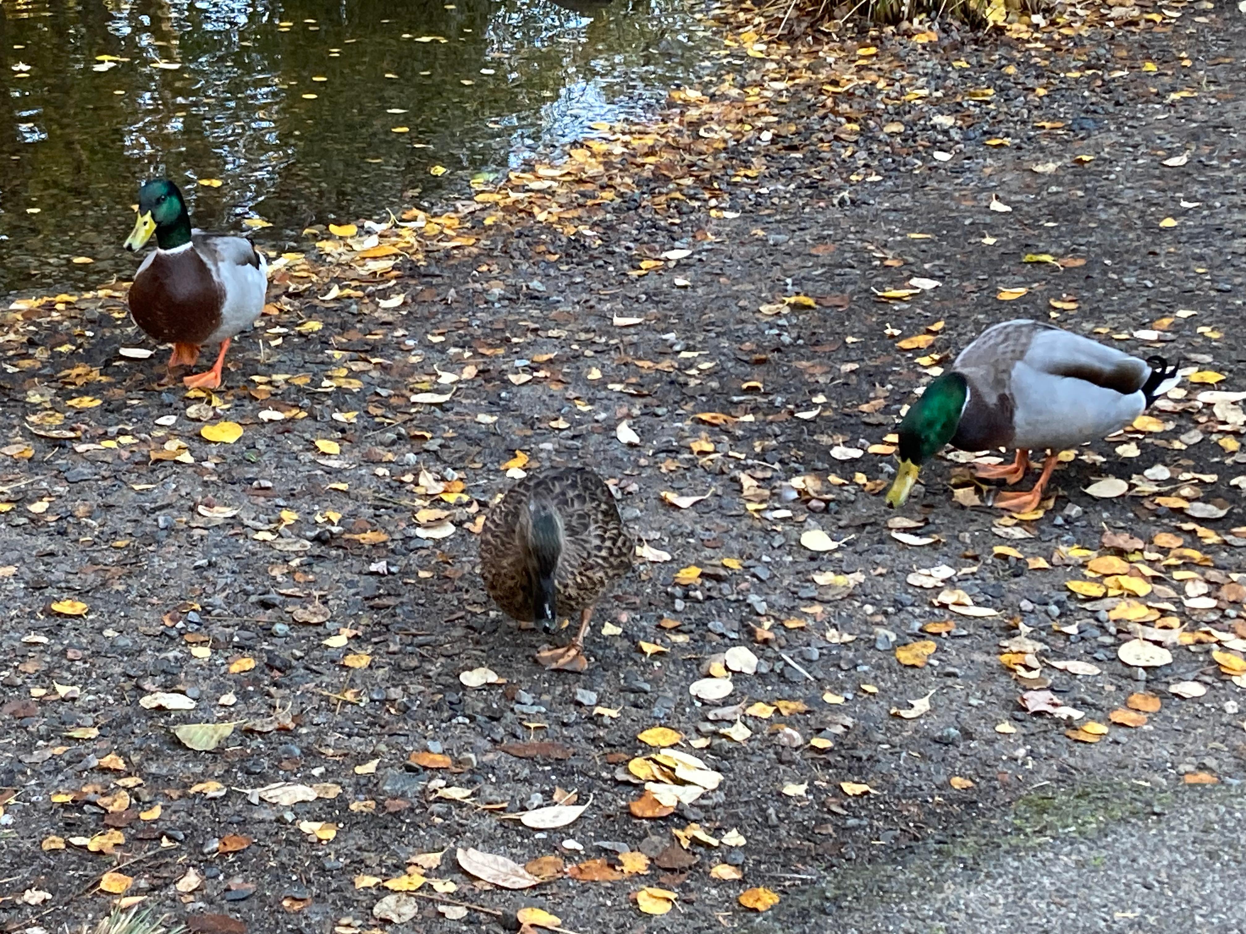 Duck food is available for £1 at reception 