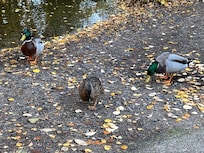 Duck food is available for £1 at reception
