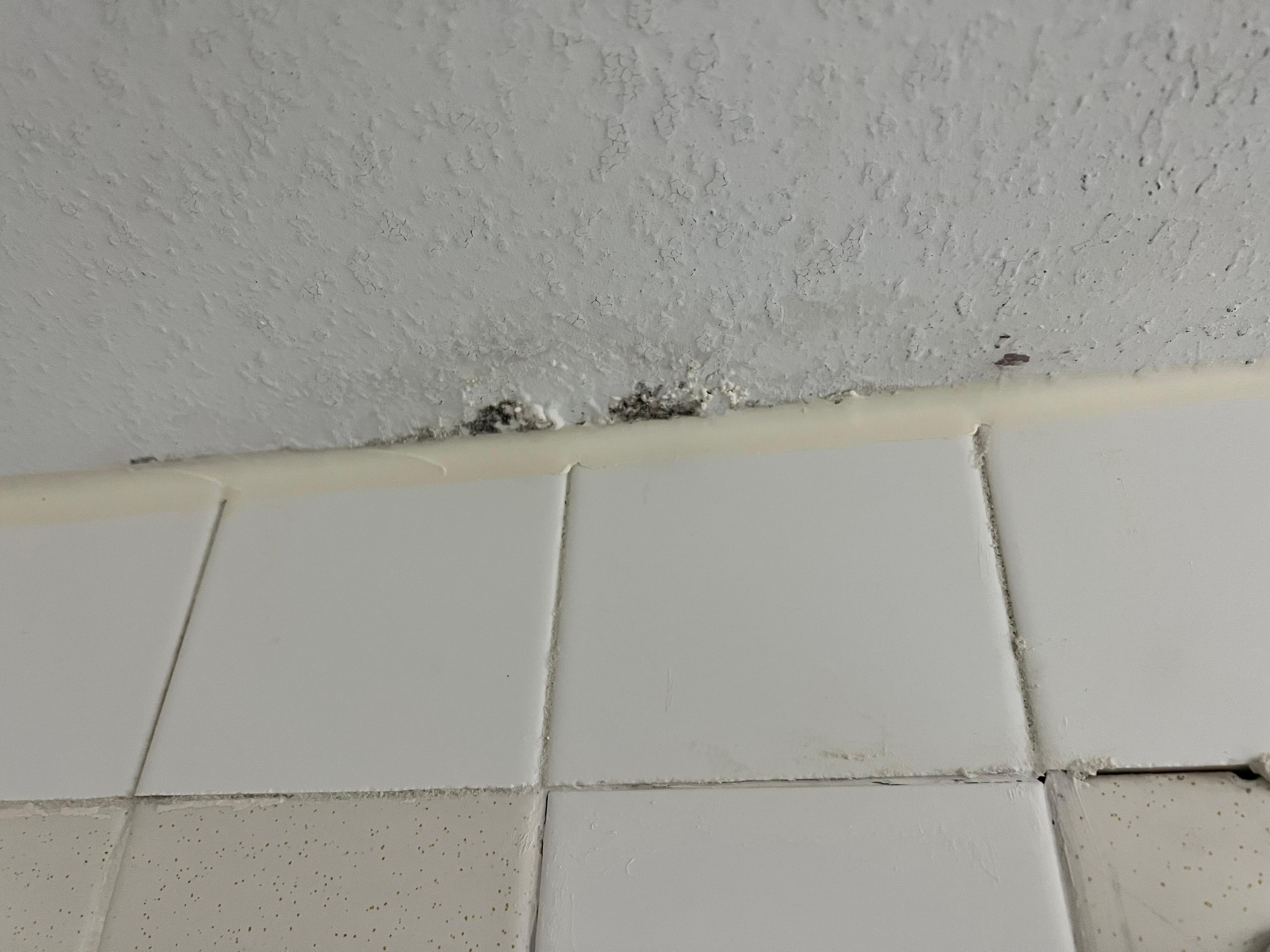 Mold, or interesting paint scheme?