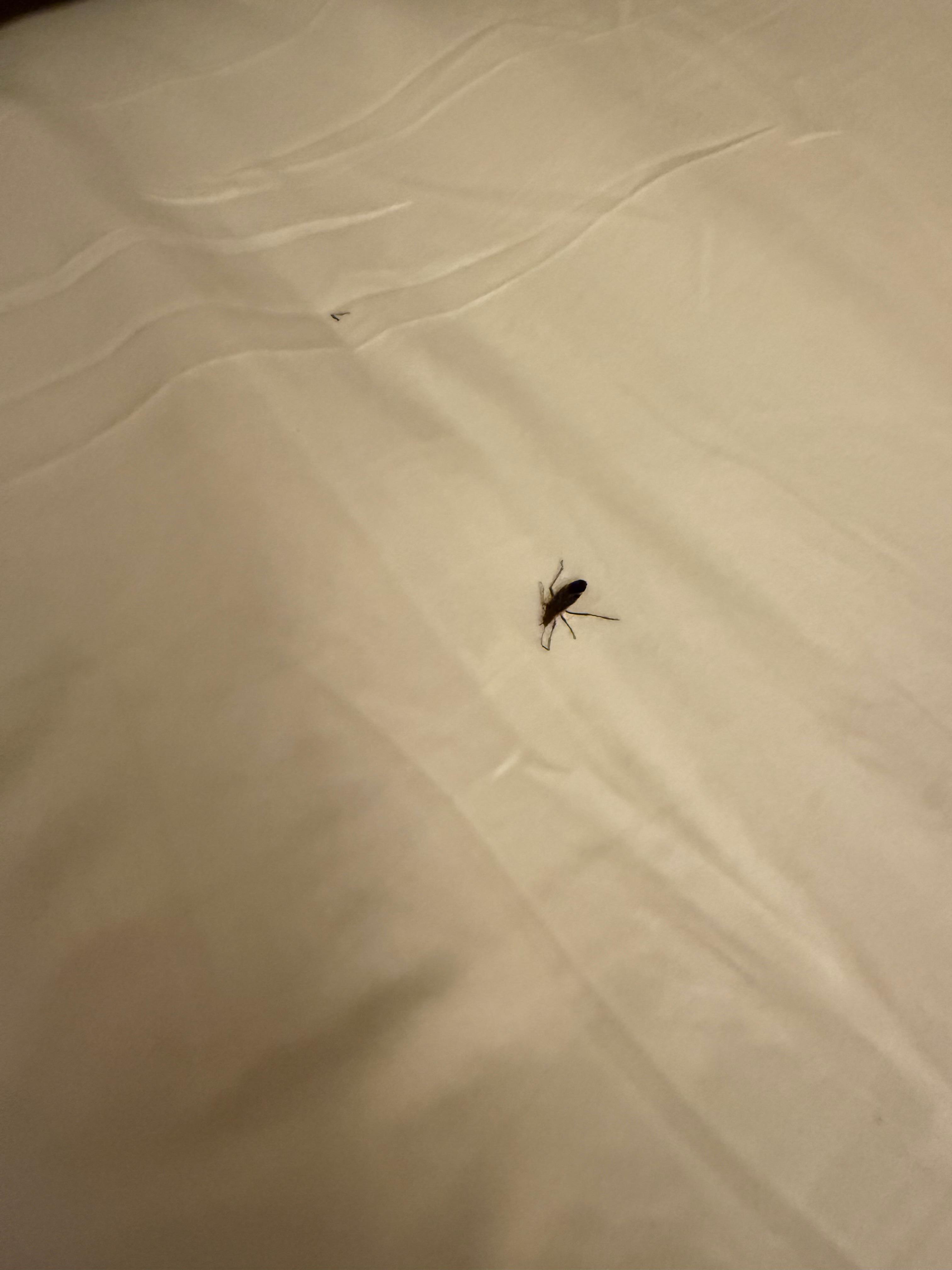 The surprise box elder bug that woke us up at 3am…. 