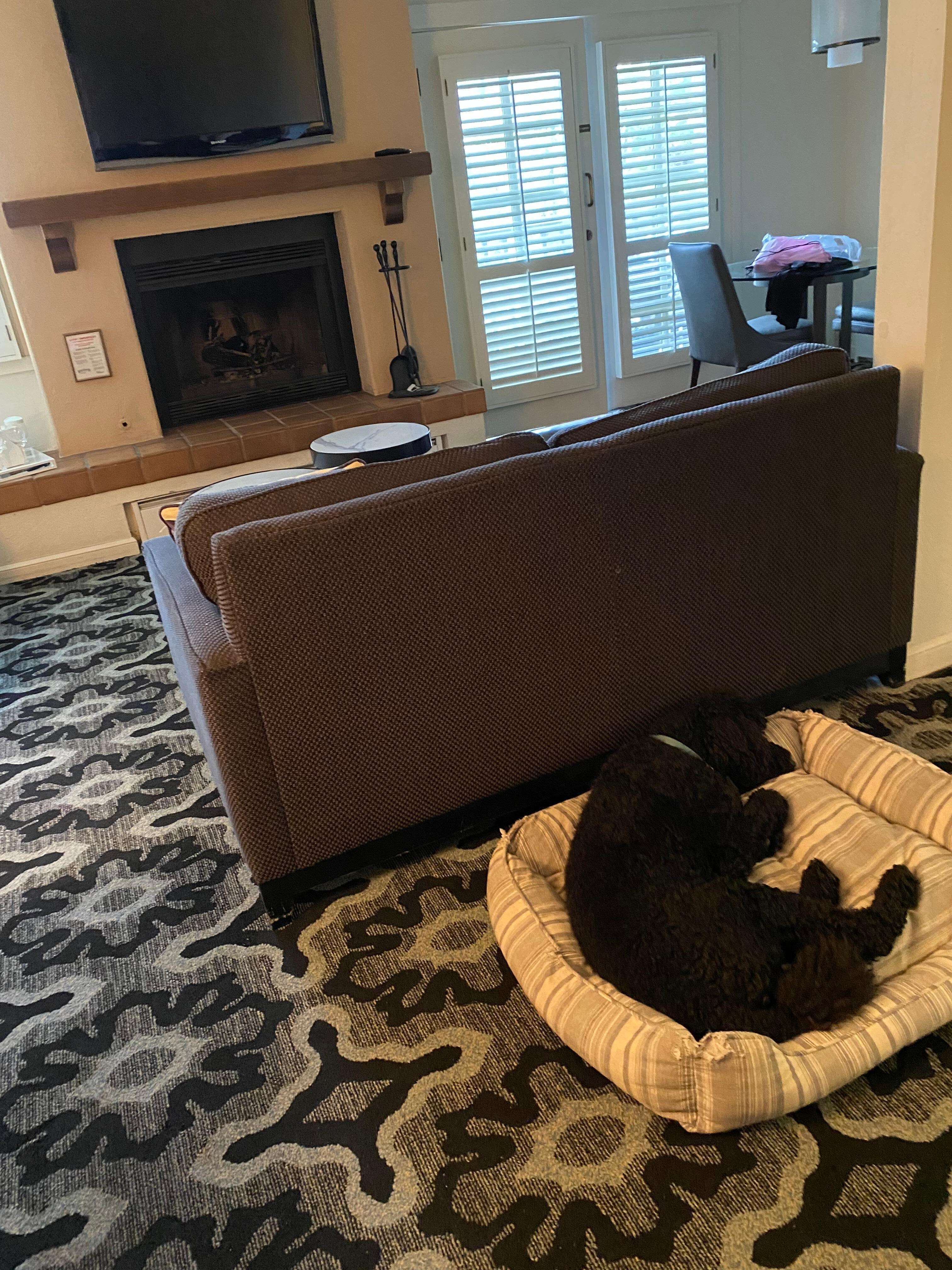 Picture of my dog (we brought the bed) in the living area of the room.