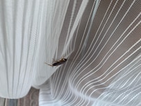 Cockroach