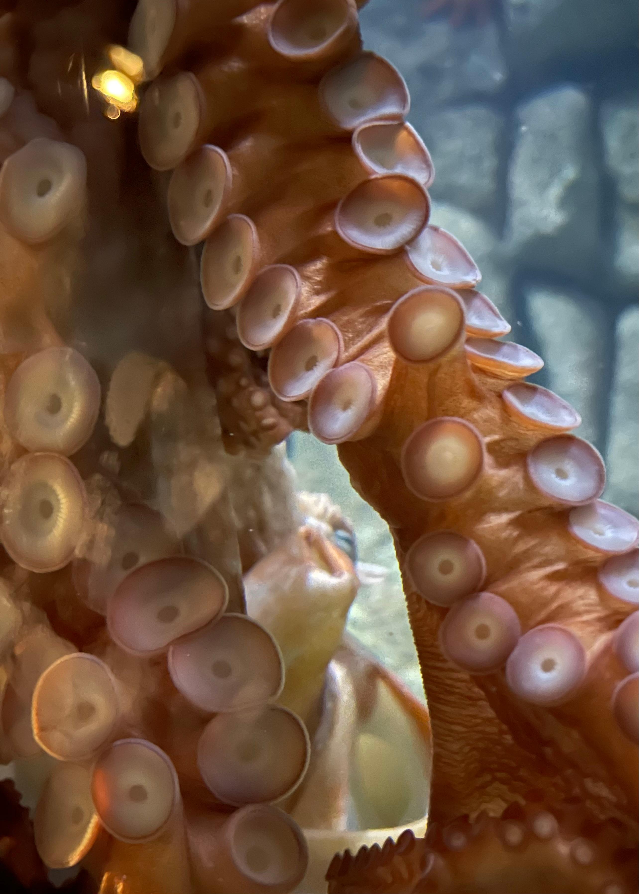 Monterey Aquarium 