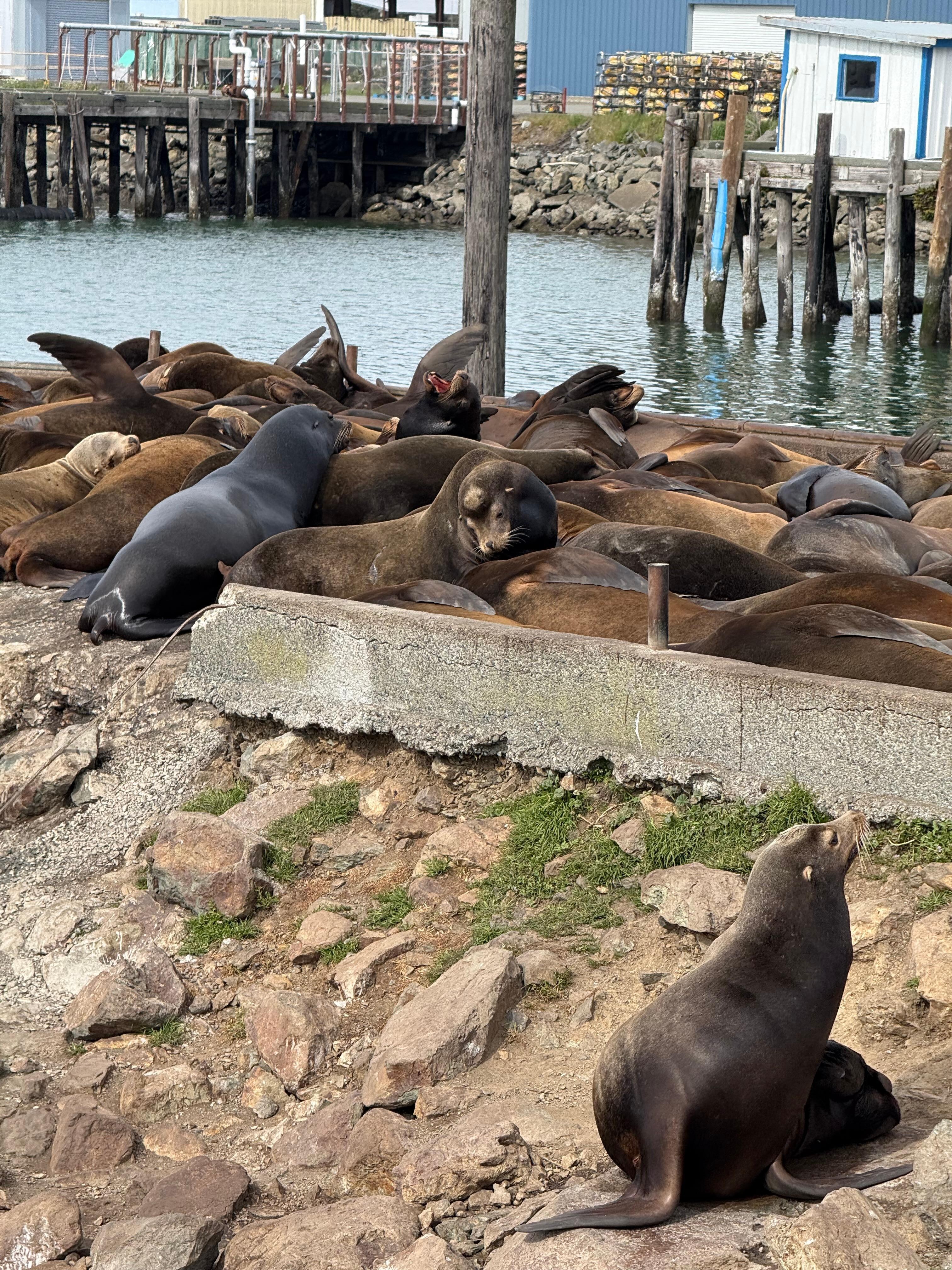 Seals behind the hotel