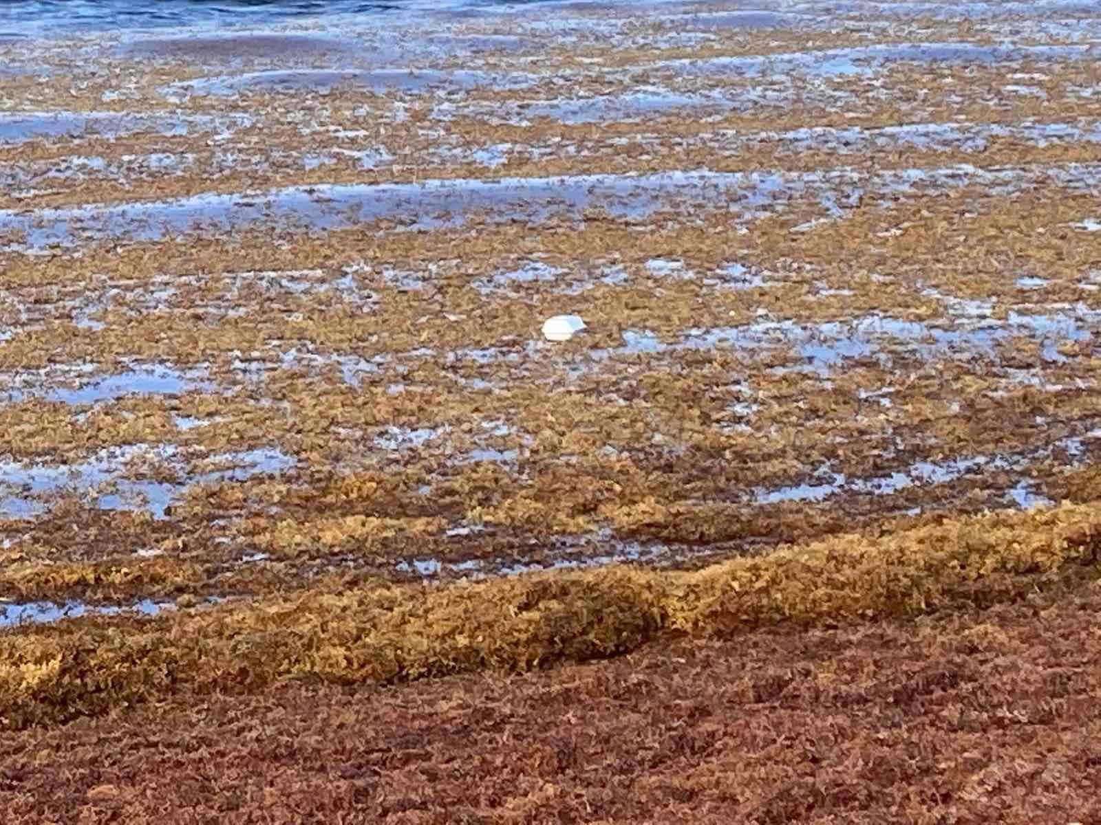 Fast food box floating at the beach.