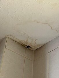 Black mould