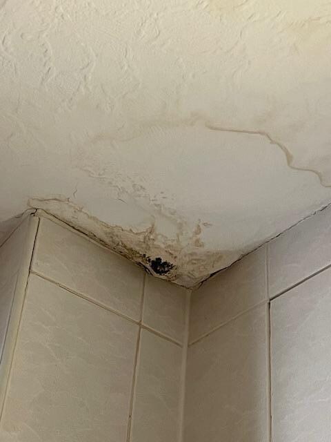 Black mould