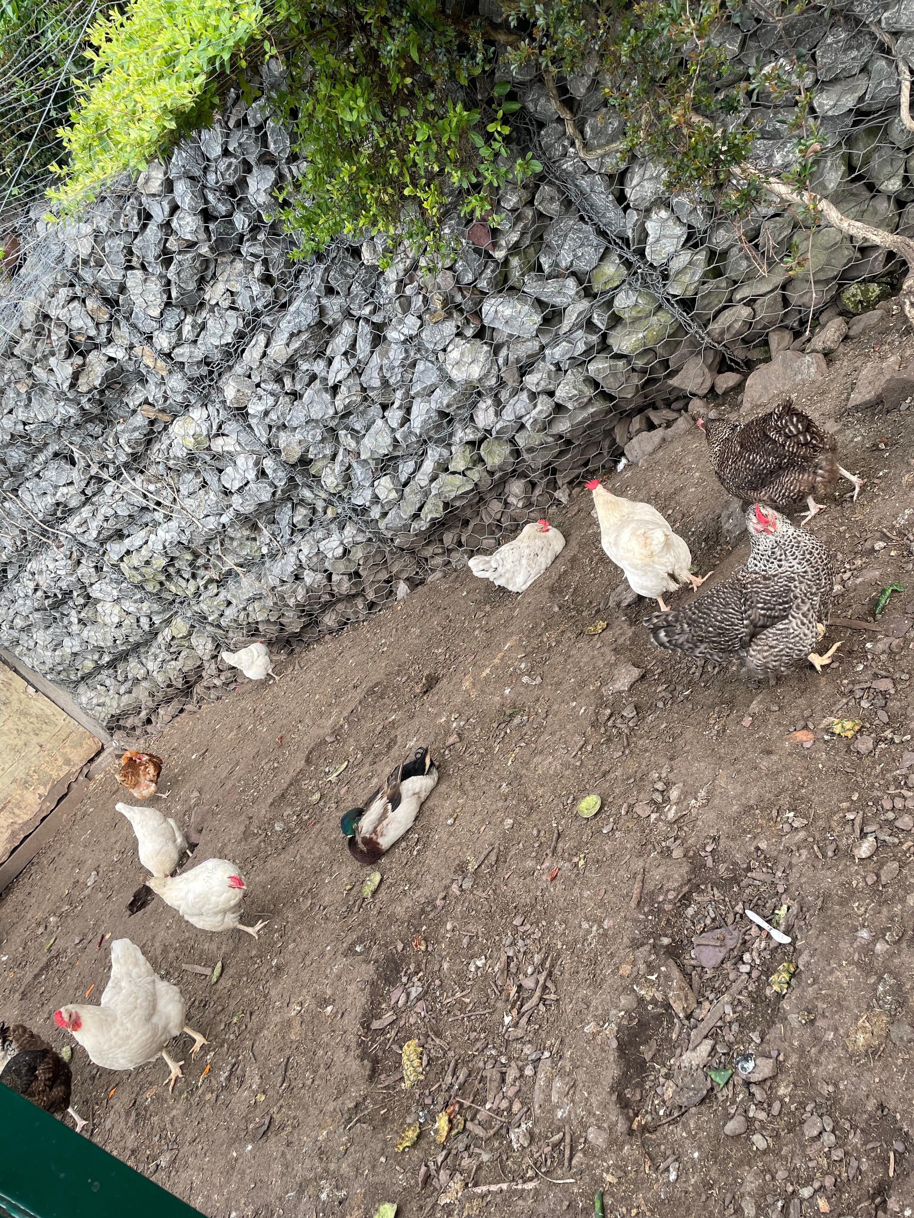 Chickens and 1 of the ducks