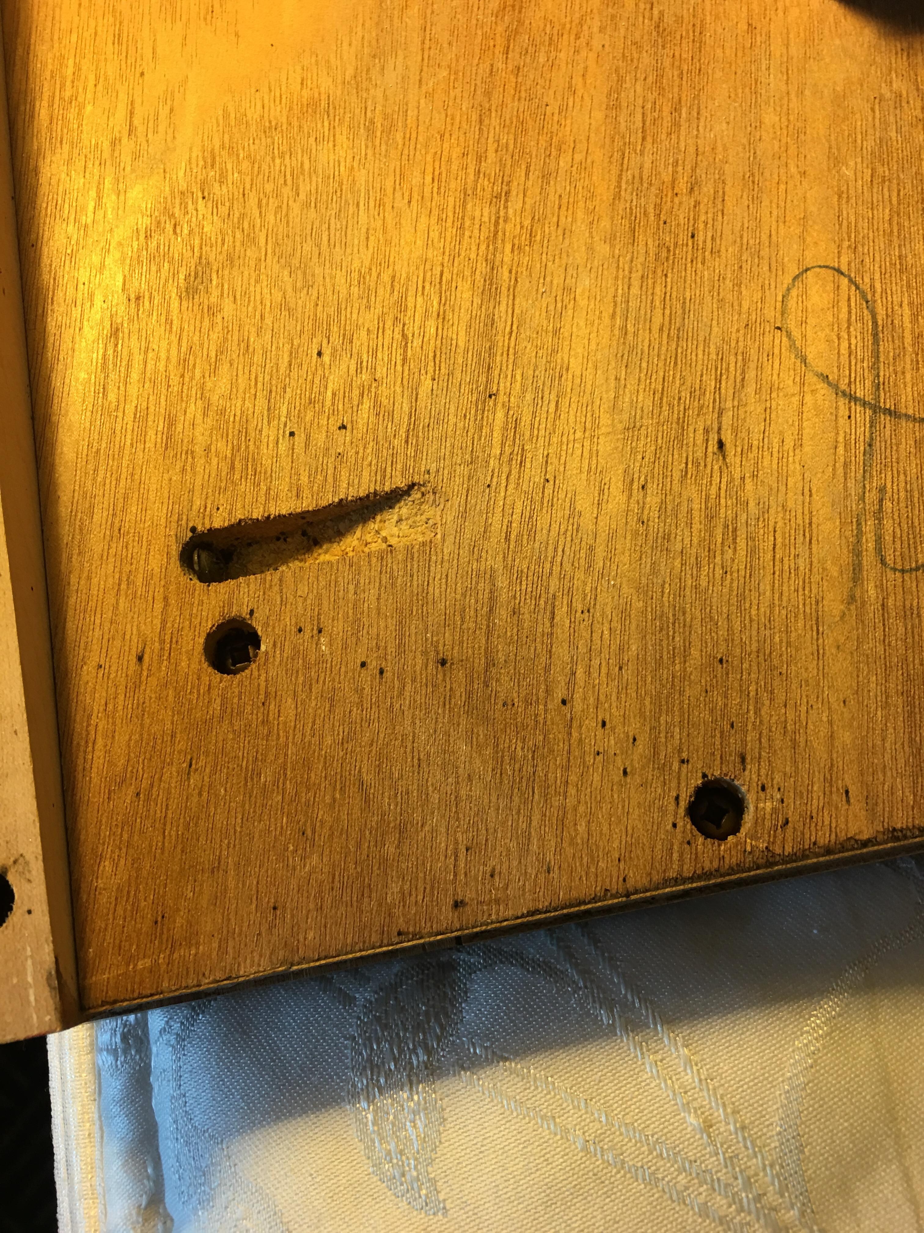Bed Bug poo