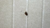 Cucarachas en el cuarto y baño