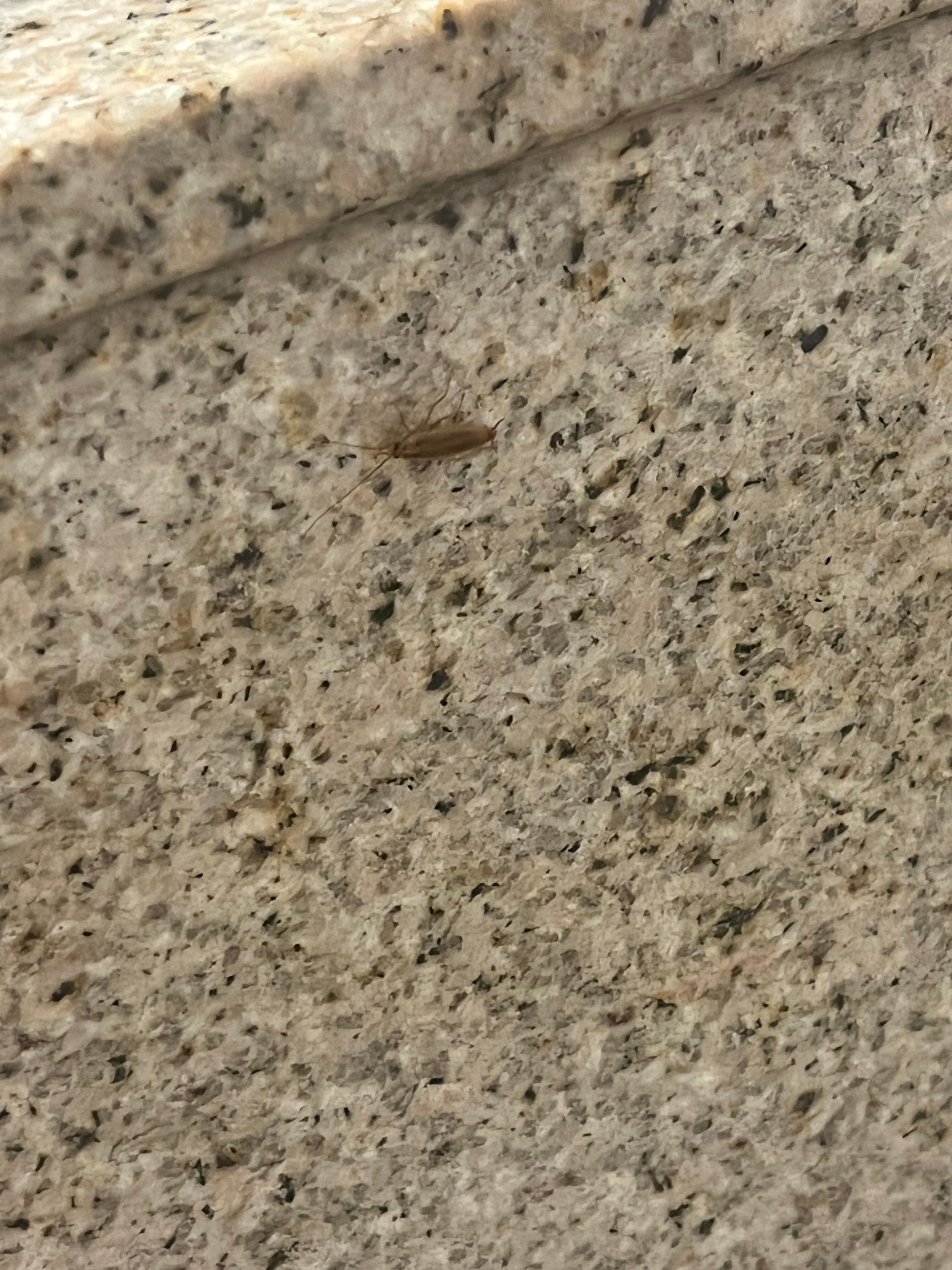 Bugs crawling by bathroom counter