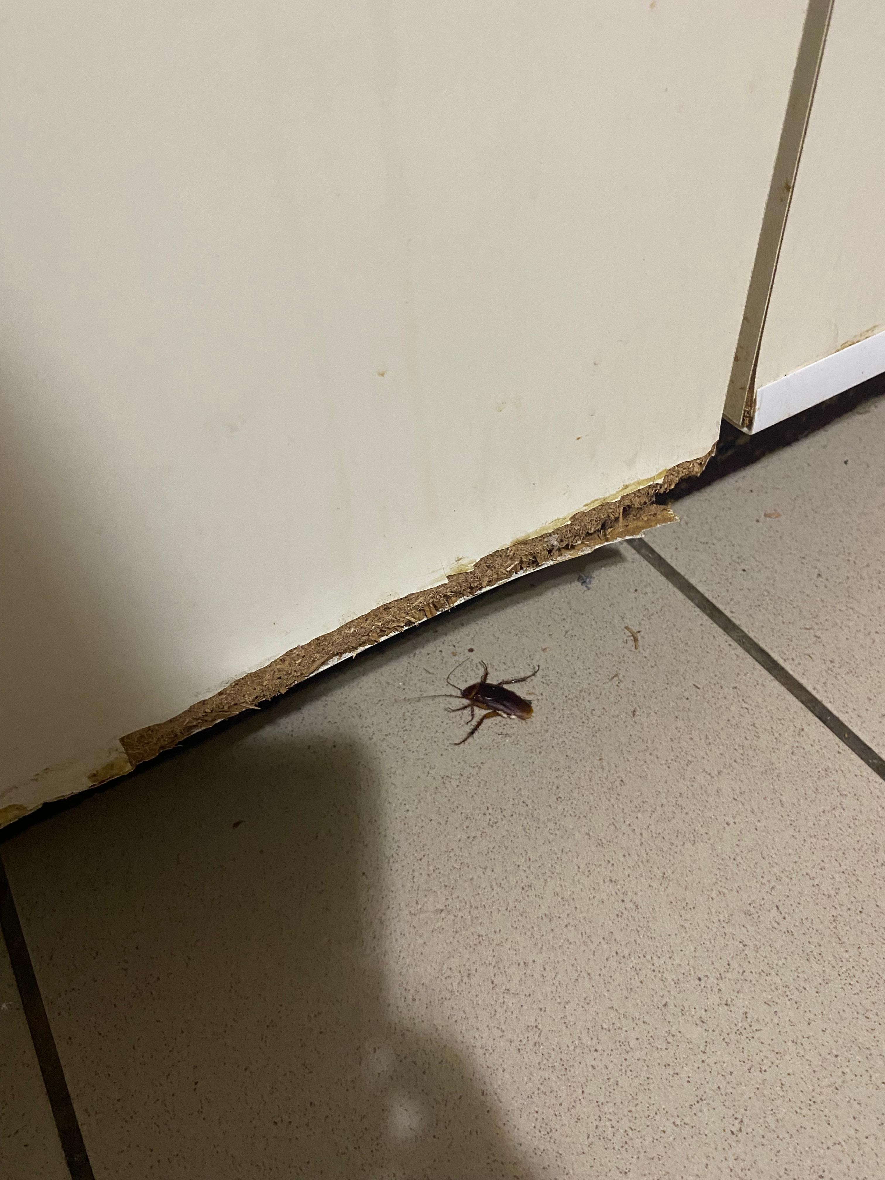 Animales en la cocina