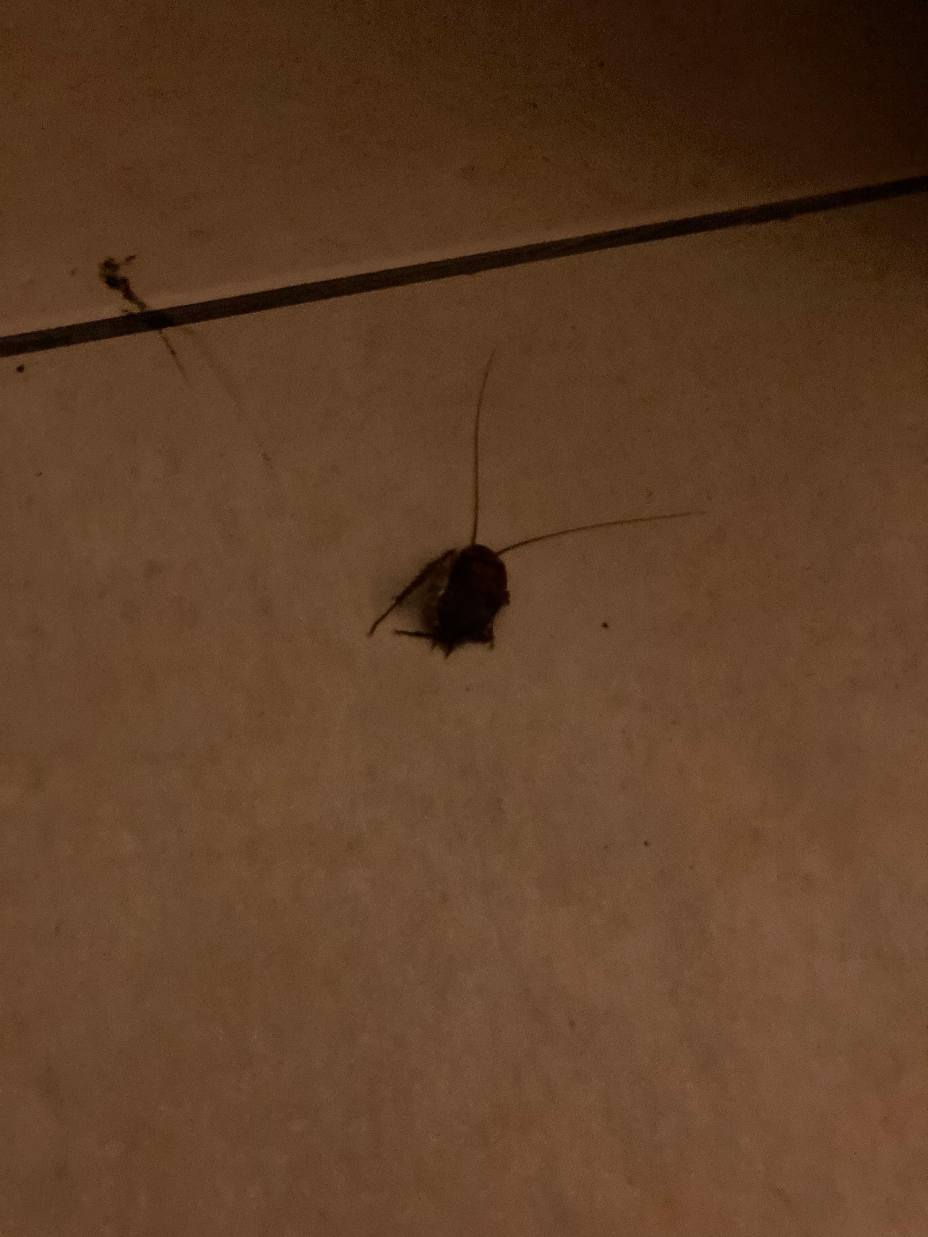 Cockroach