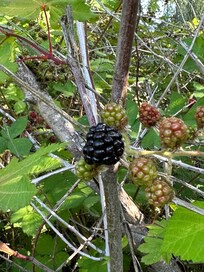 새콤달콤~**~ 따먹은야생산딸기