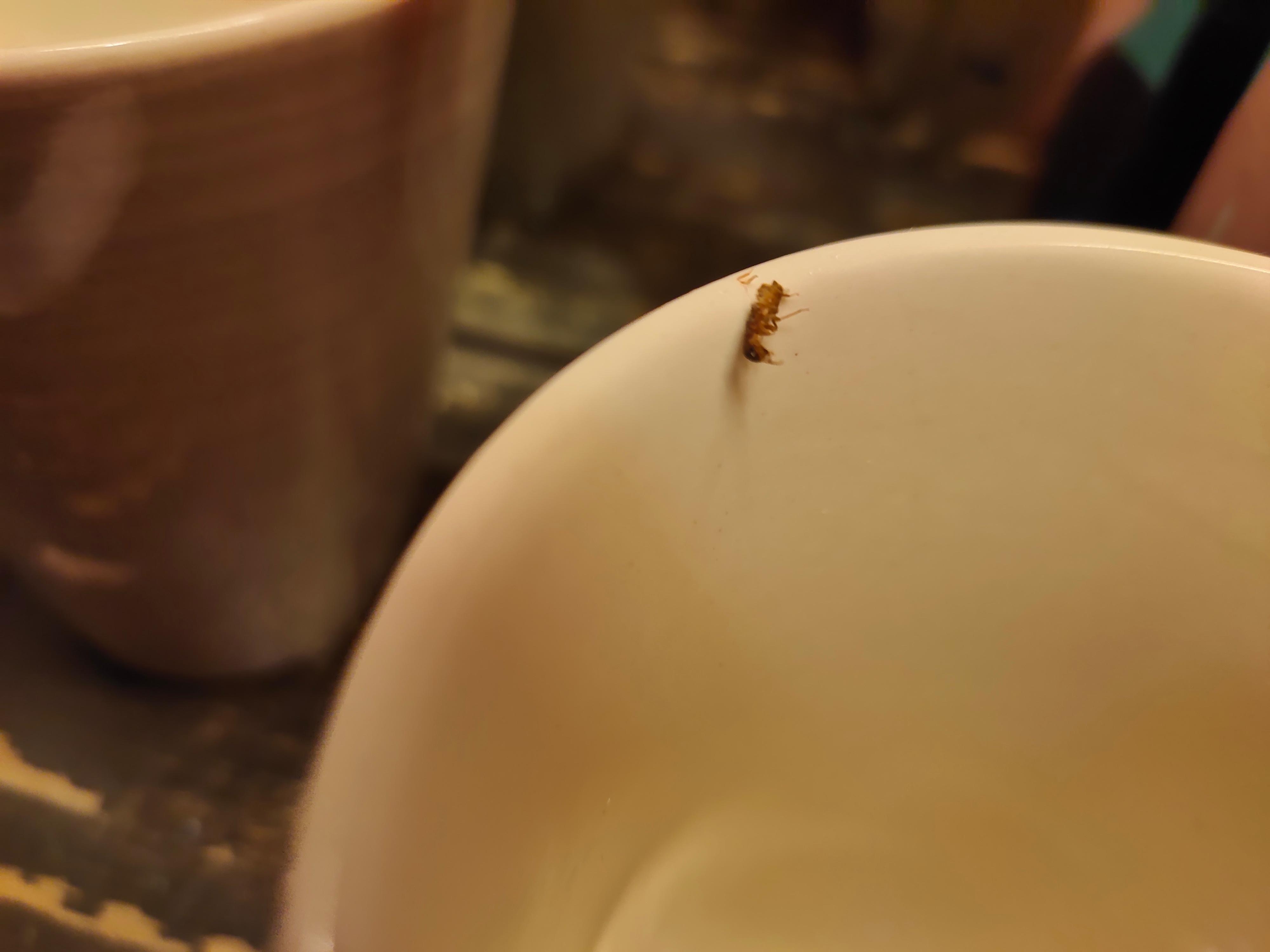 在漱口杯裡疑似蟑螂的蟲