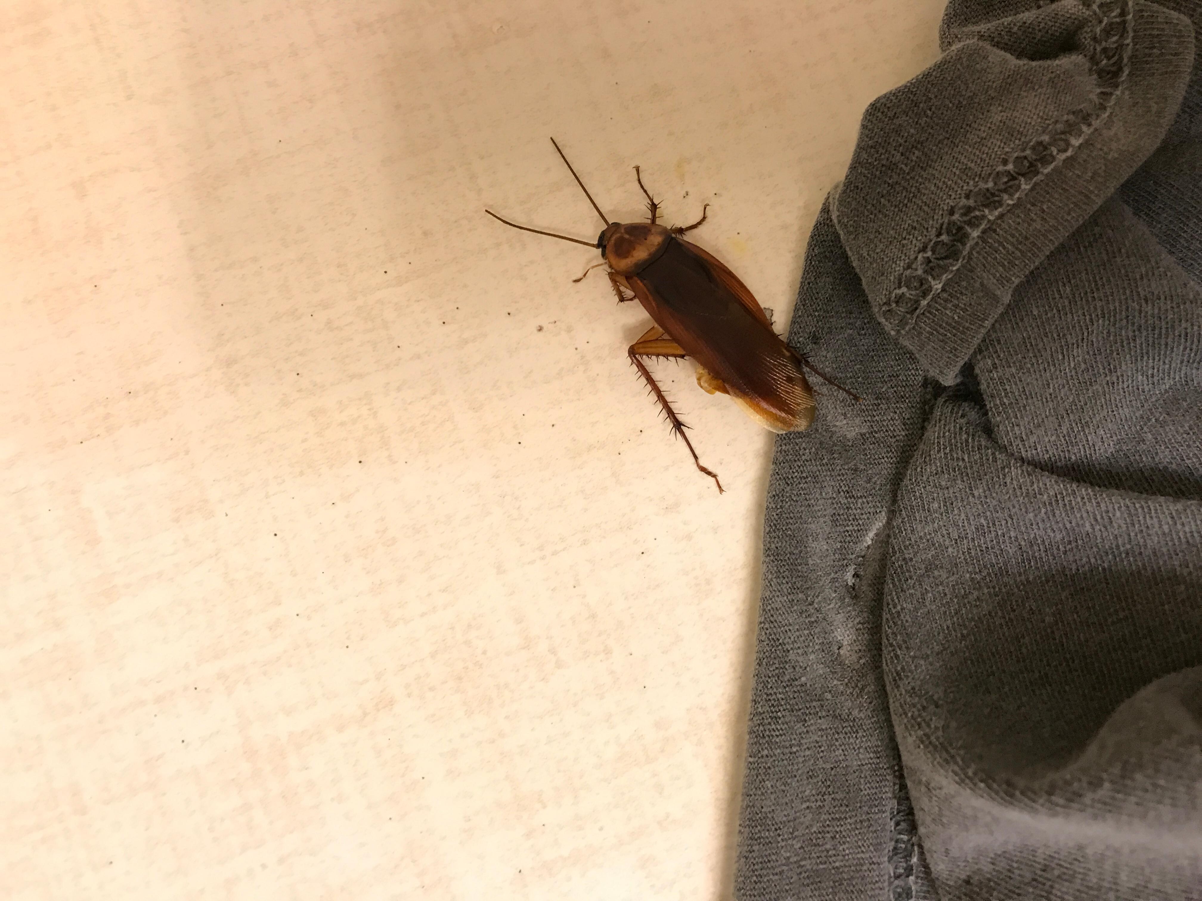 The cockroach I found in the bathroom.