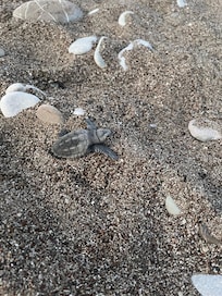 Caretta Caretta