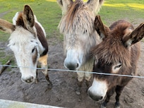 Our lovely neighbours
