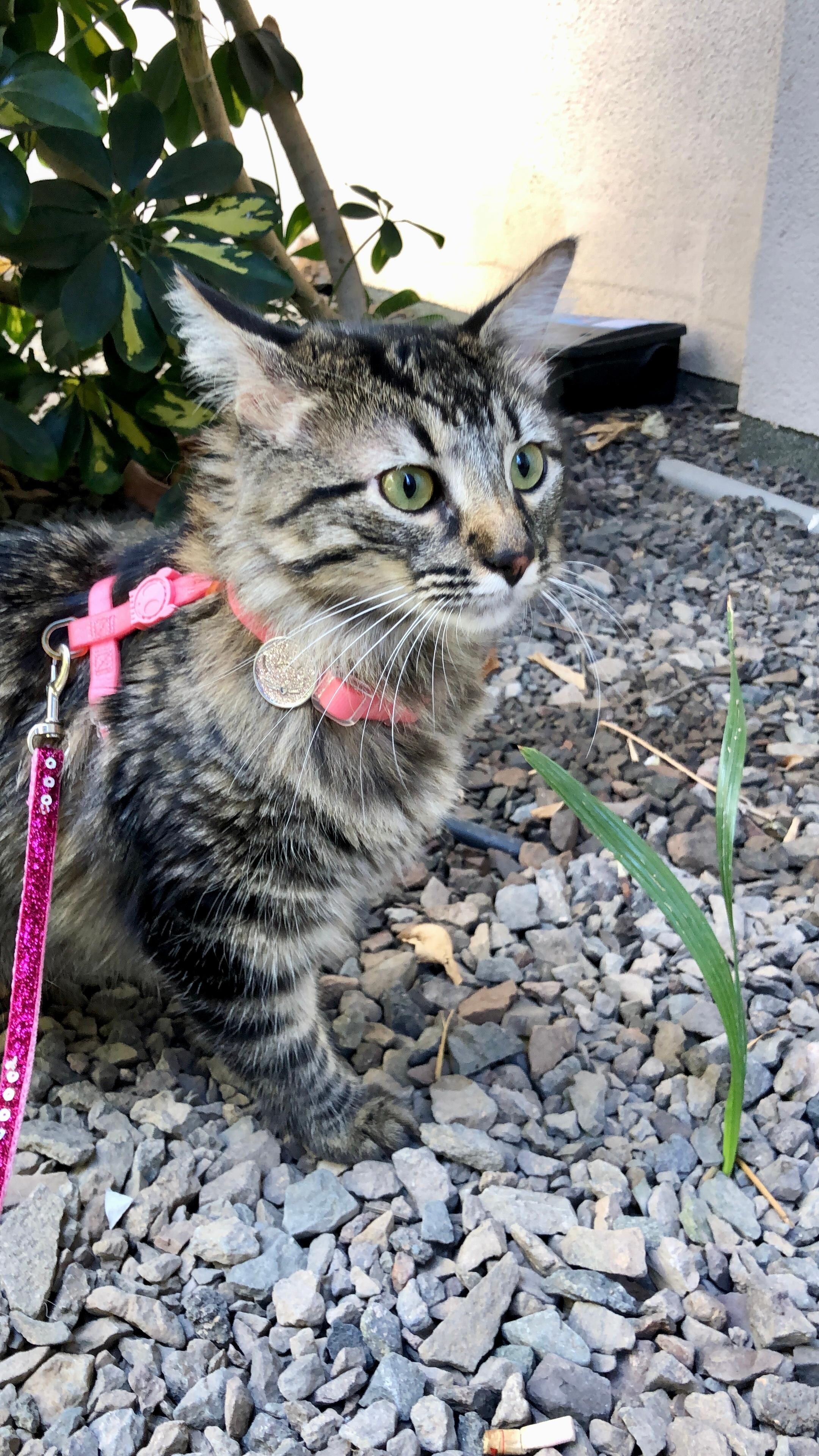 Zoé de paseo en terraza.