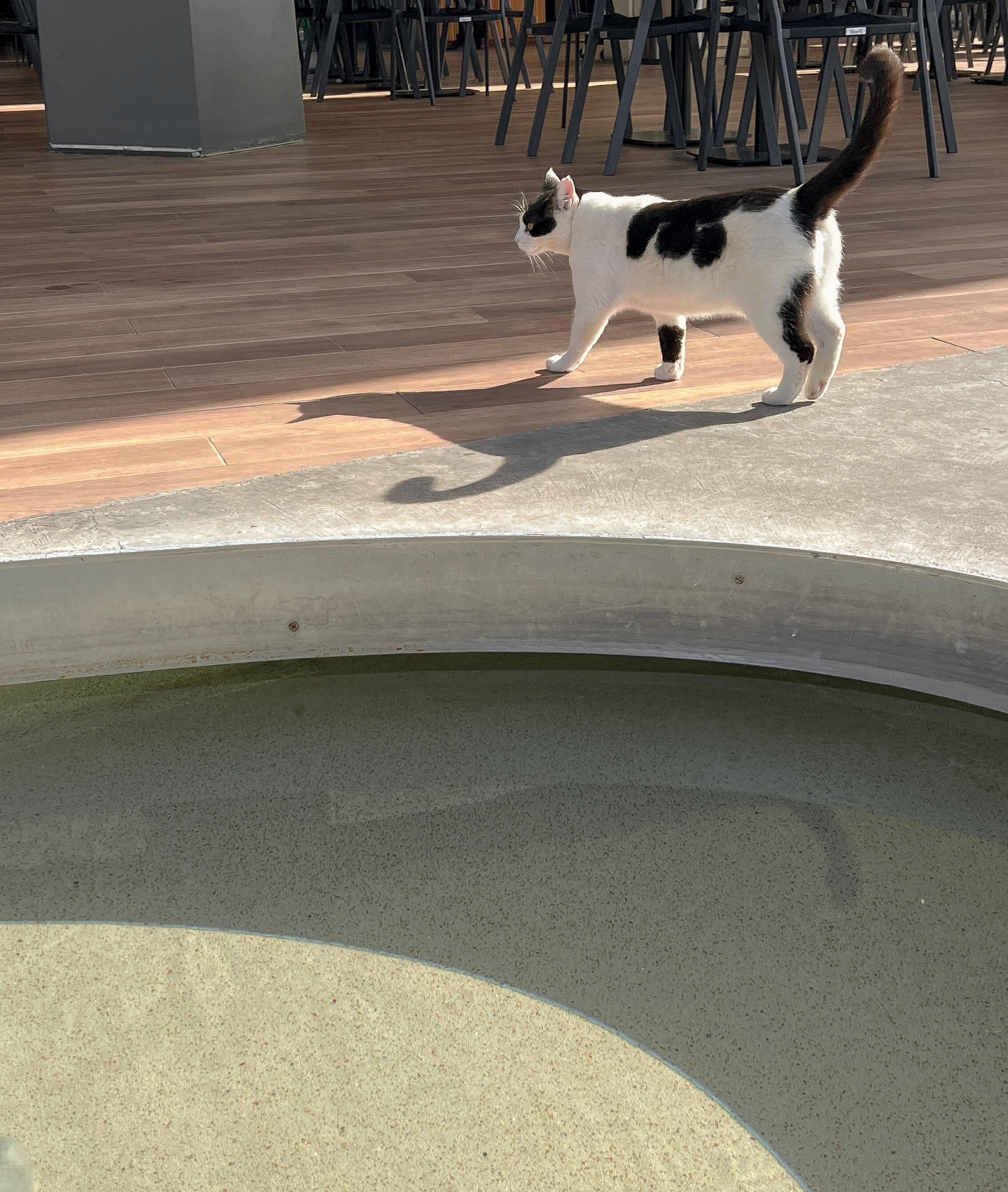 Happy cats
