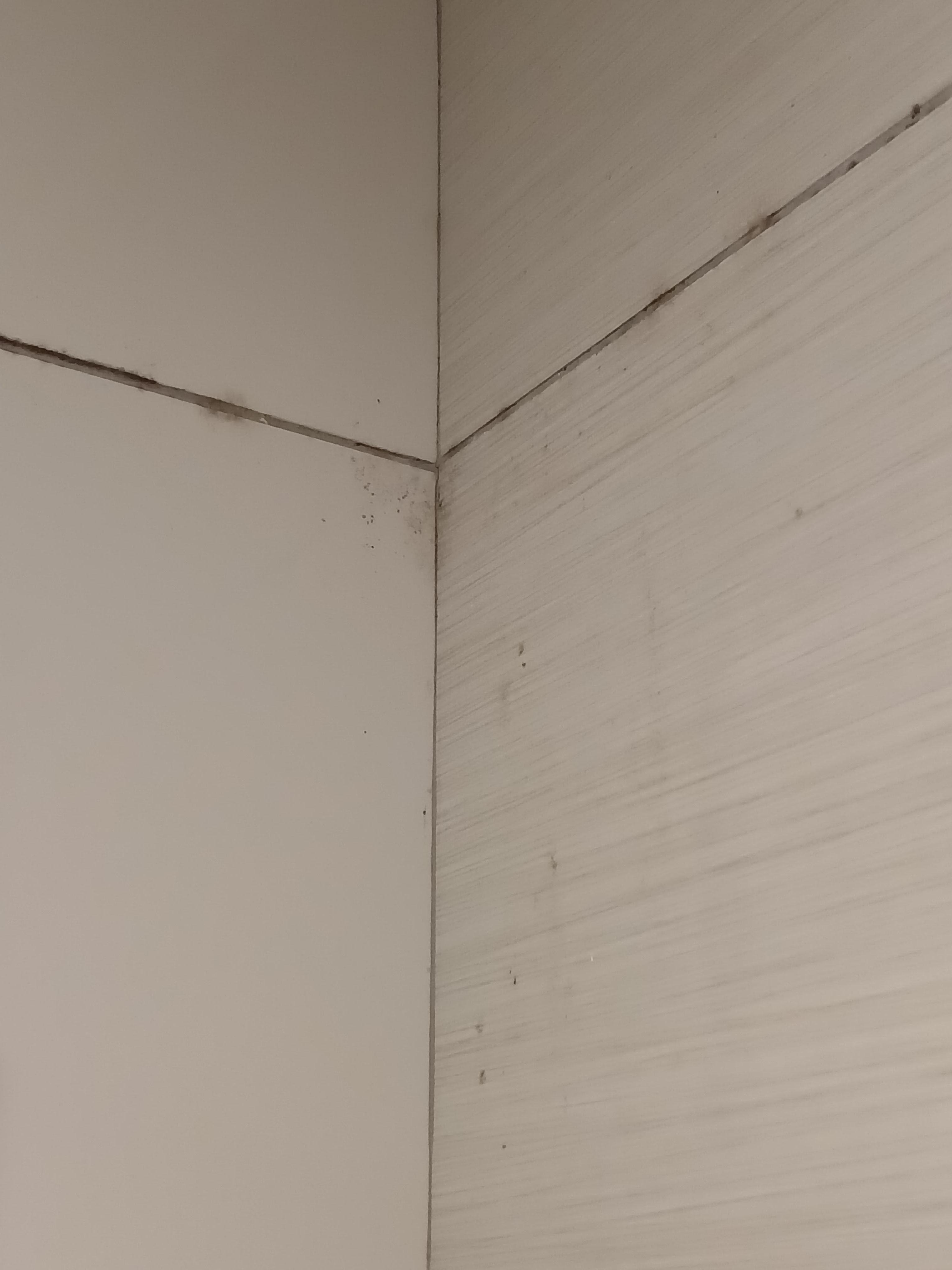 Mould on wall shower tiles