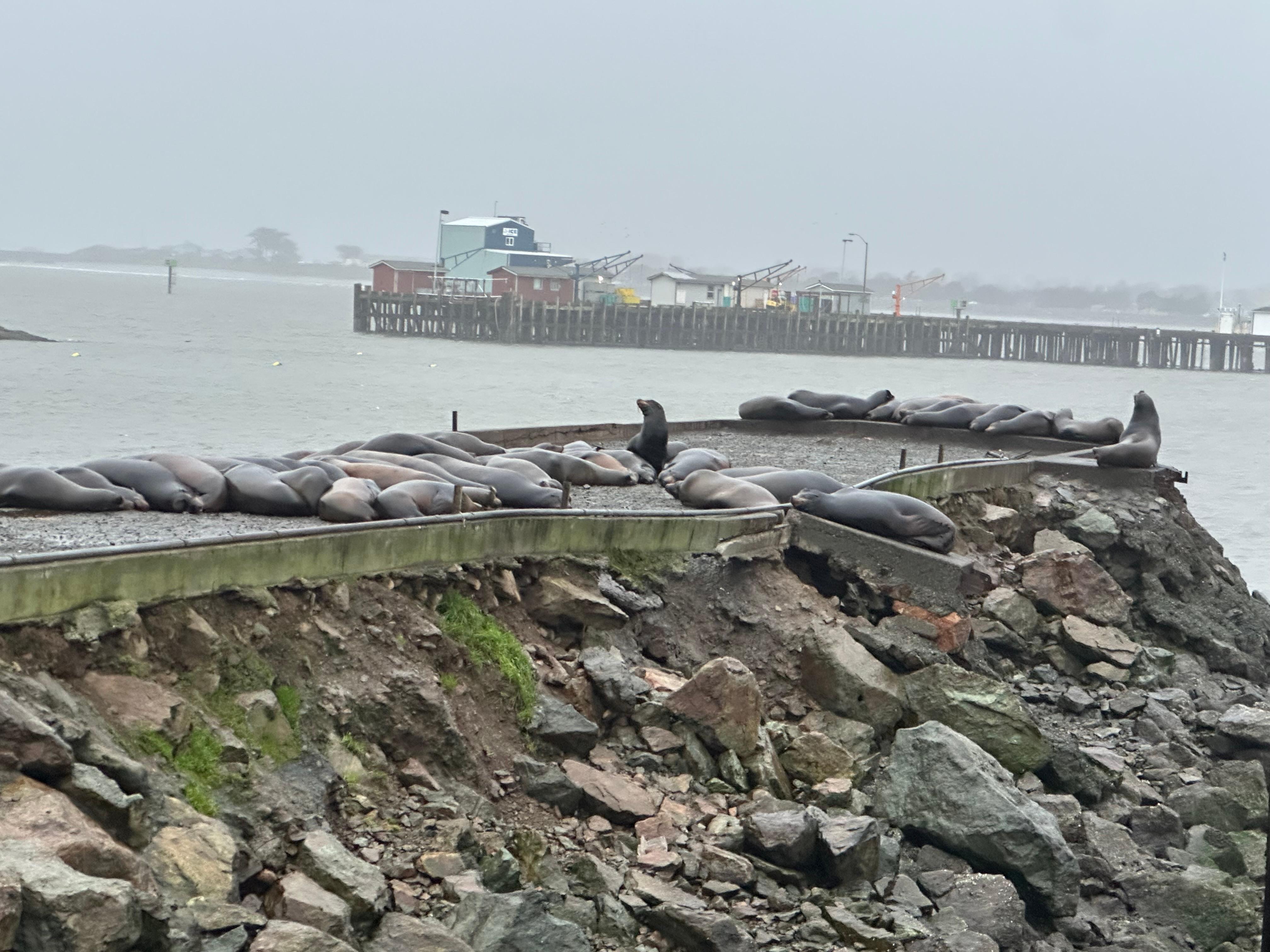 Sea lions