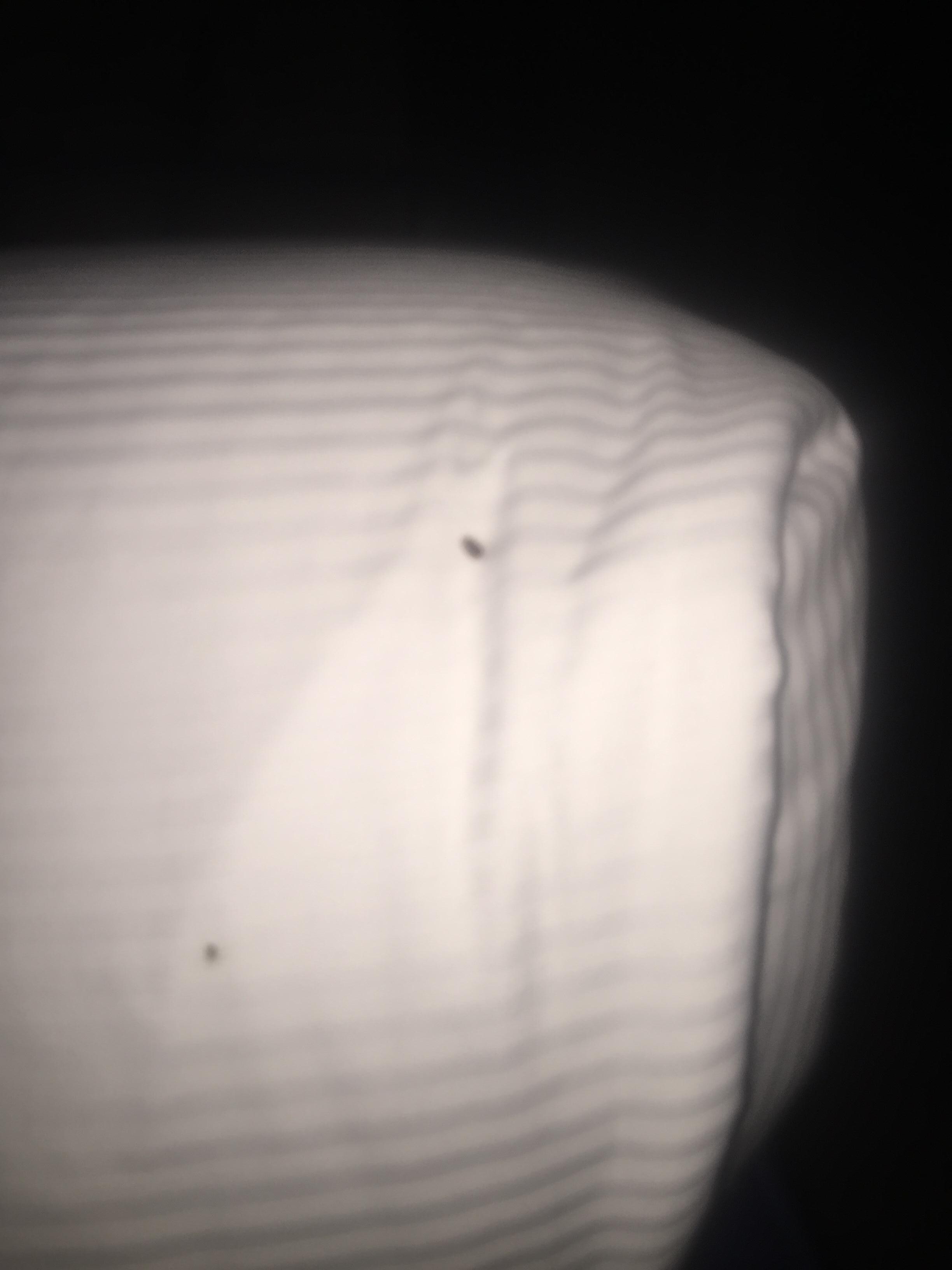 Ticks in queen bed