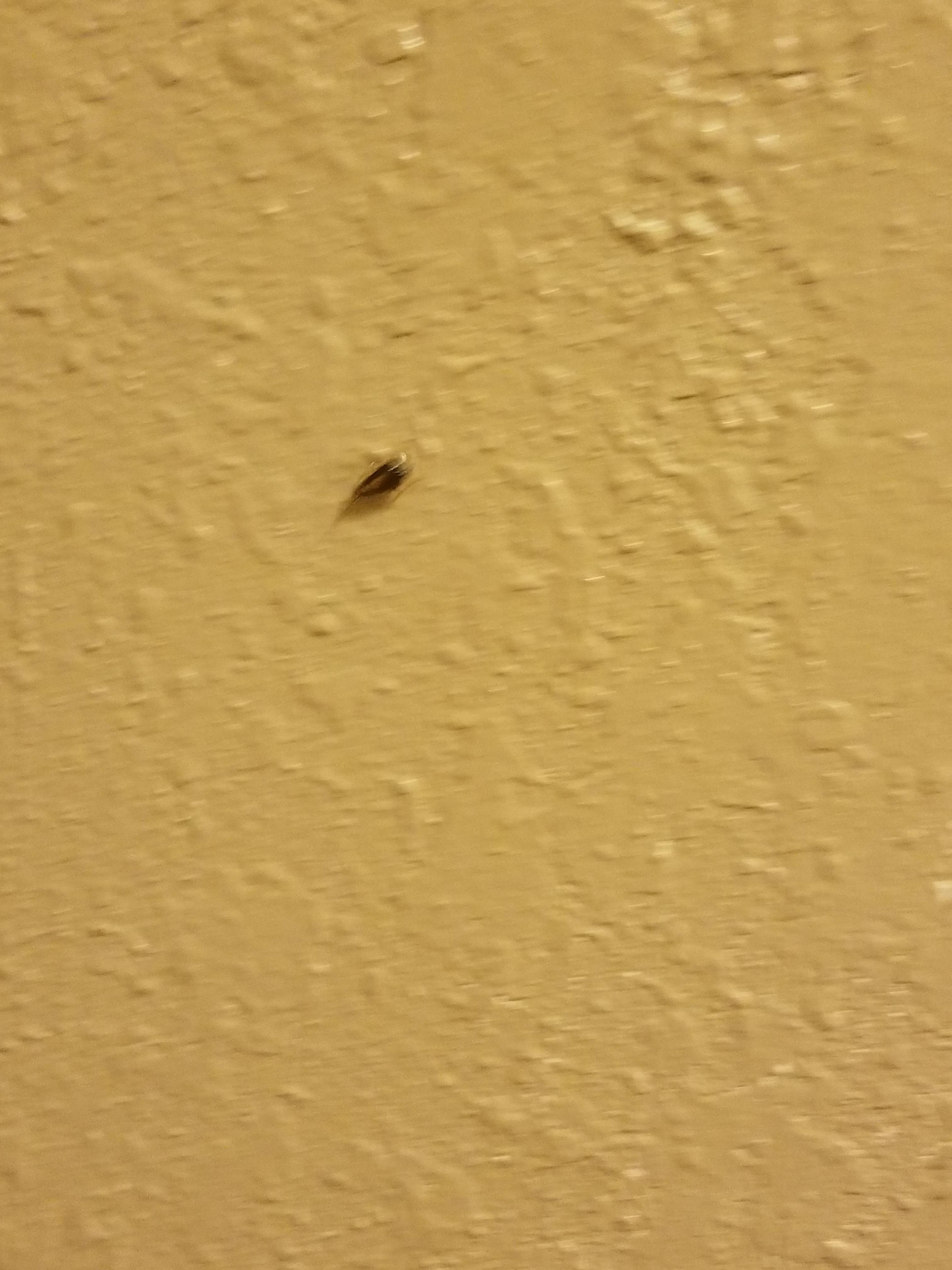Roach on the wall