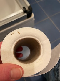 Dirty toilet paper roll from the bathroom floor
