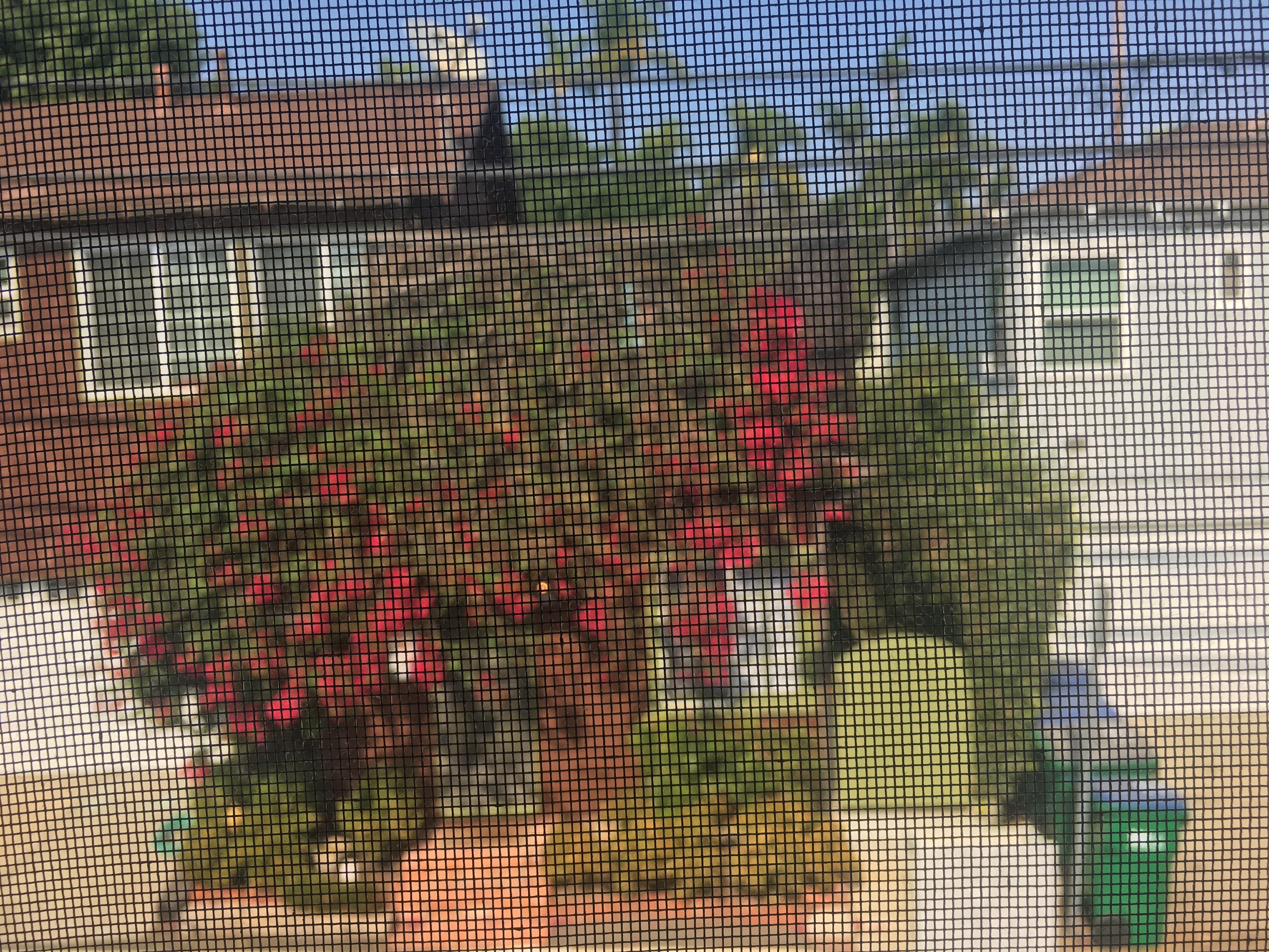 view from back window across Cedar St (alley)