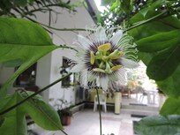 Passionfruit flower