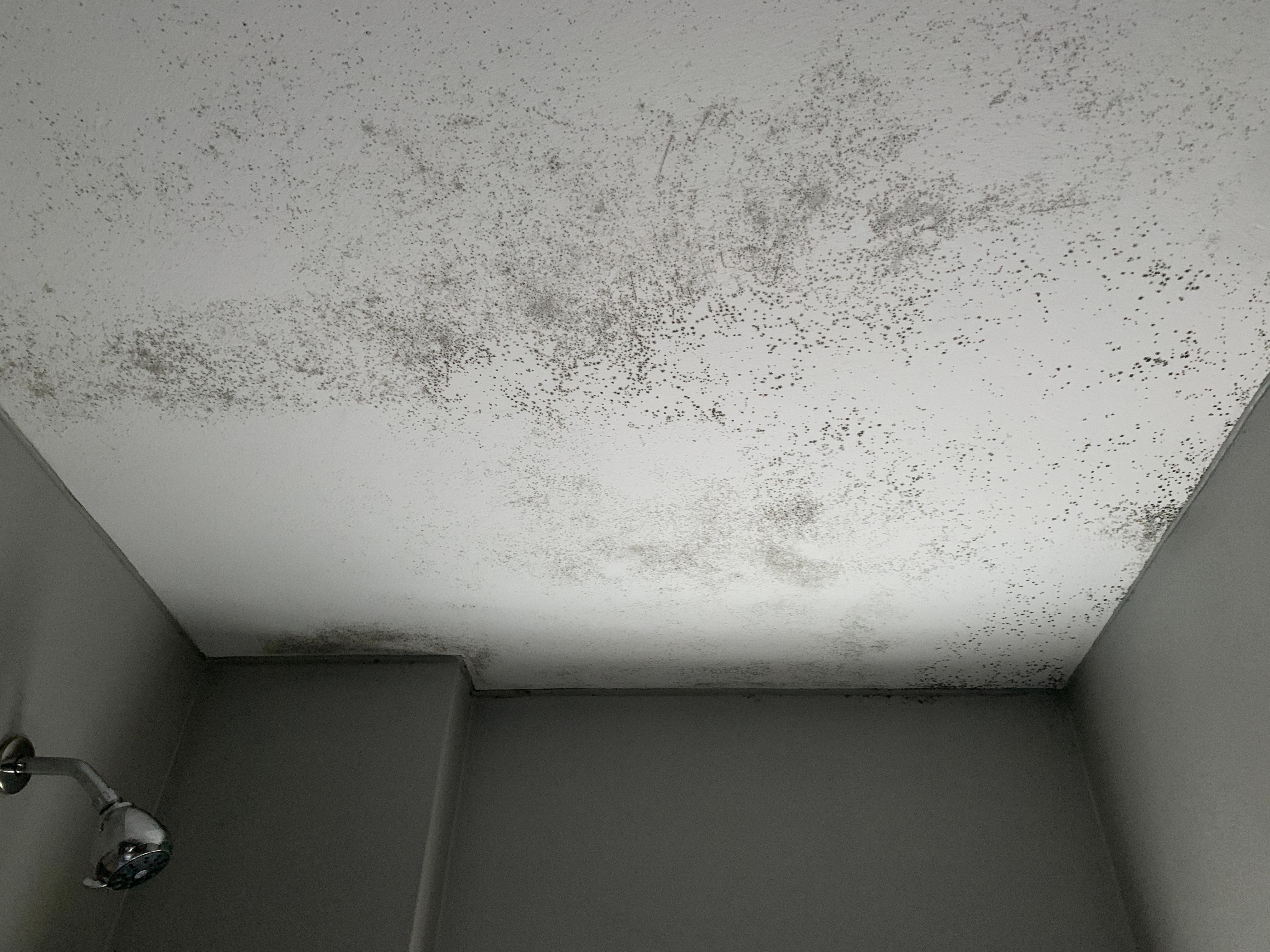 Bathroom ceiling mould - Unit 72