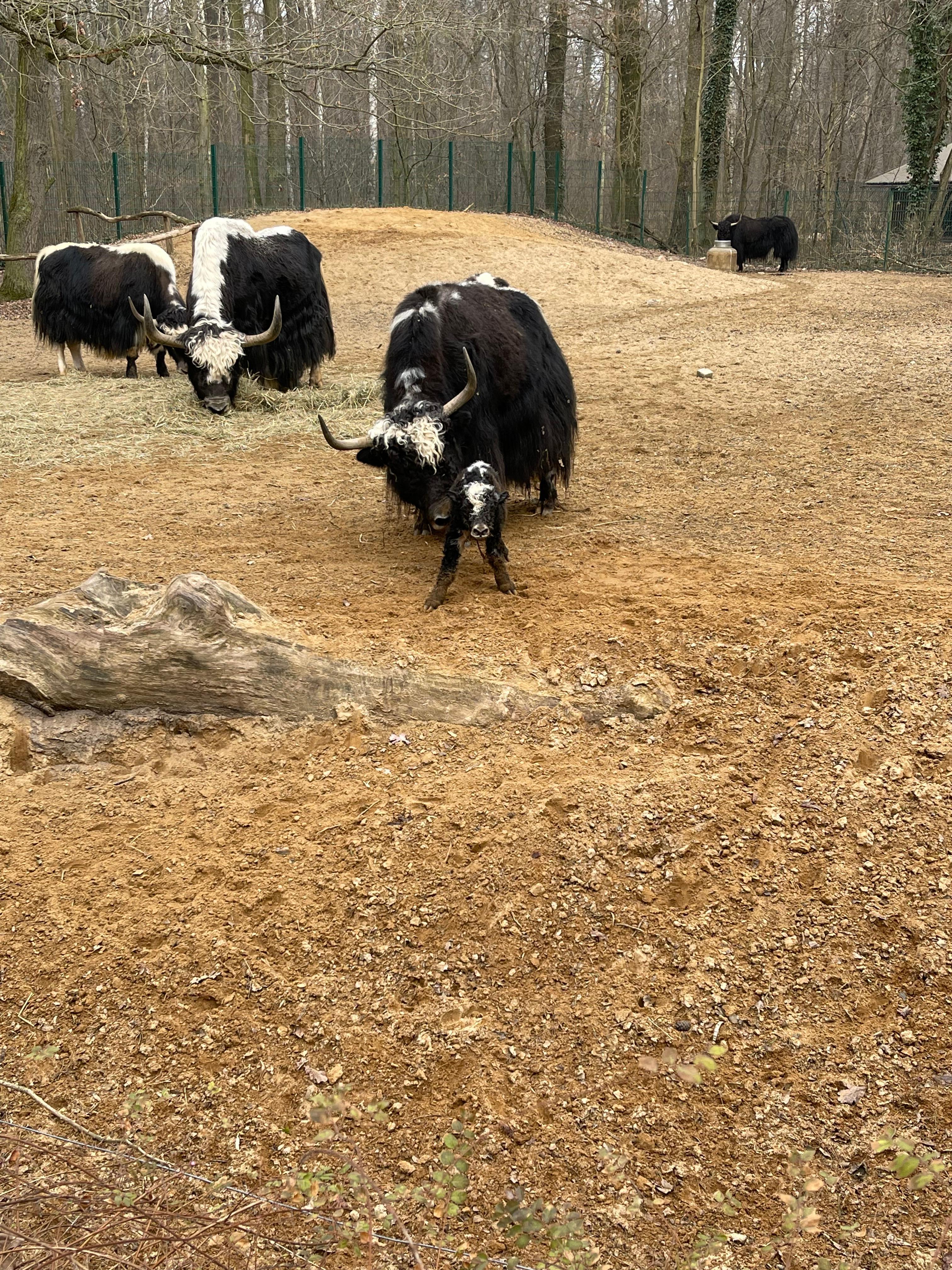 Tierpark Cottbus