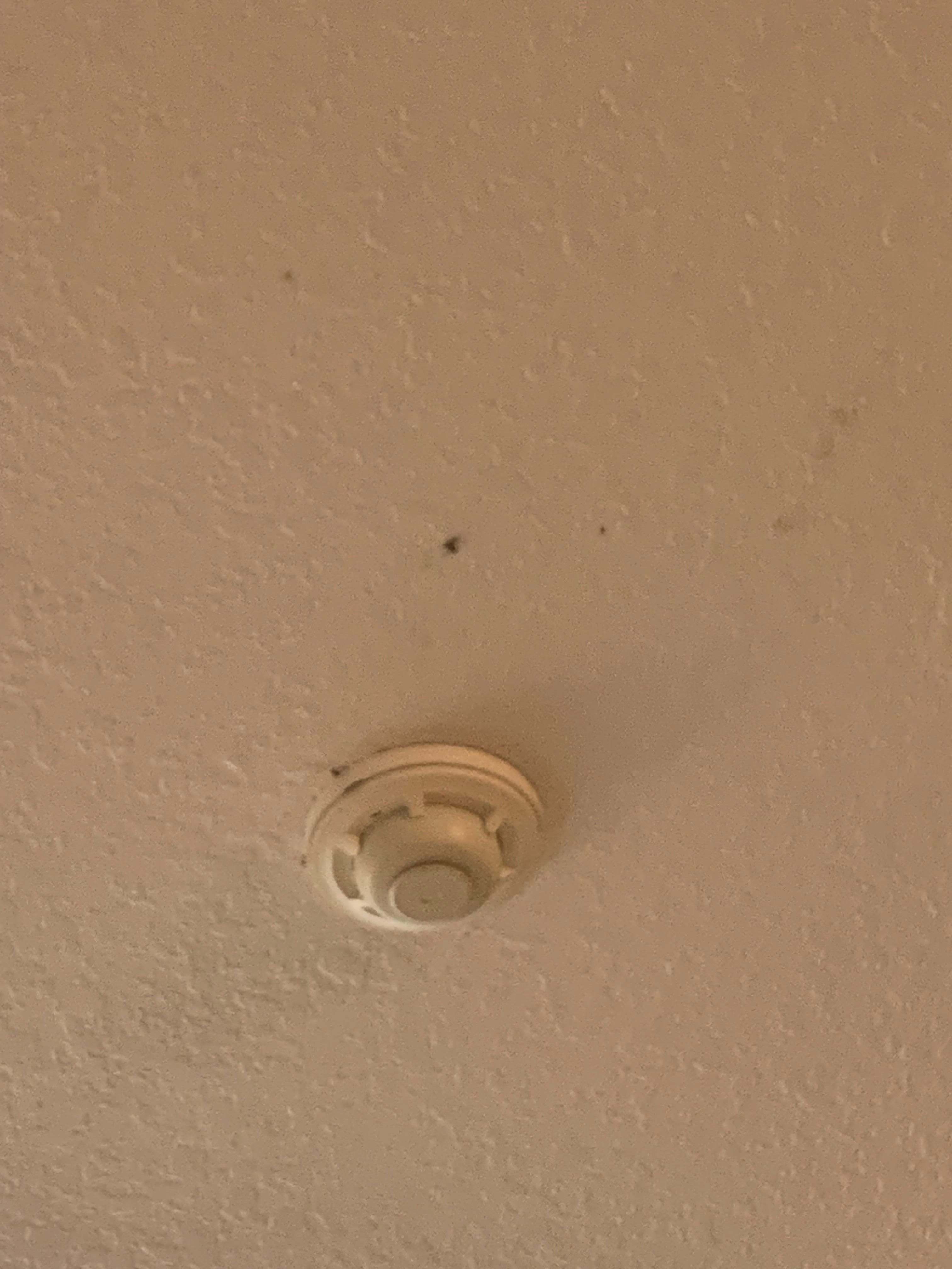 Roaches on ceilings 