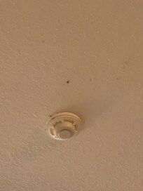 Roaches on ceilings