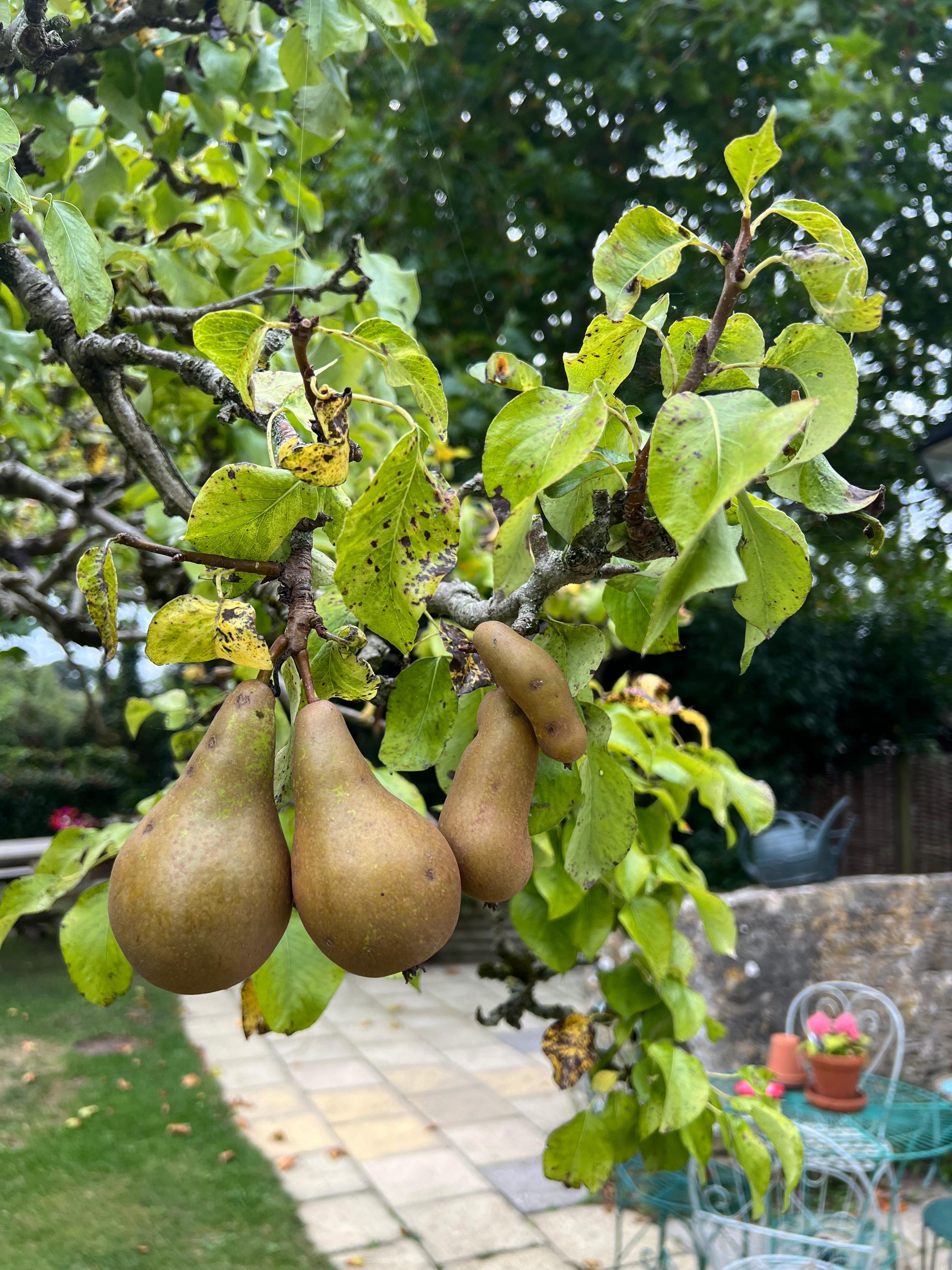 Proverbial pear