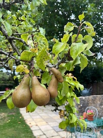 Proverbial pear