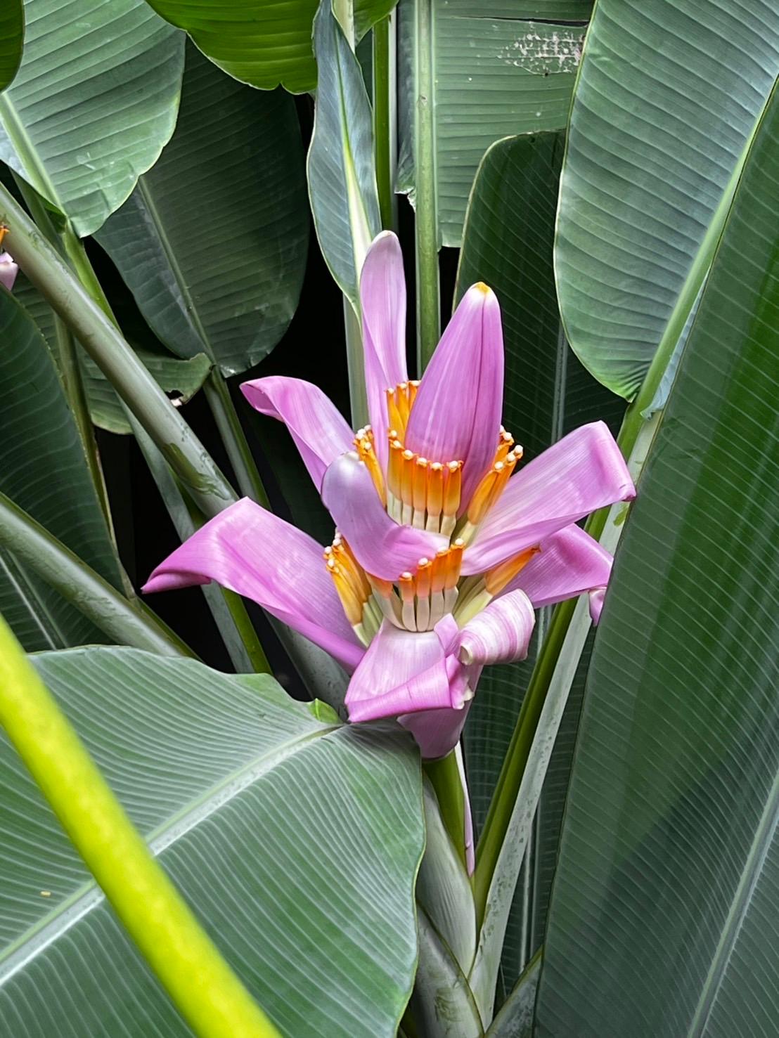 敷地内の花