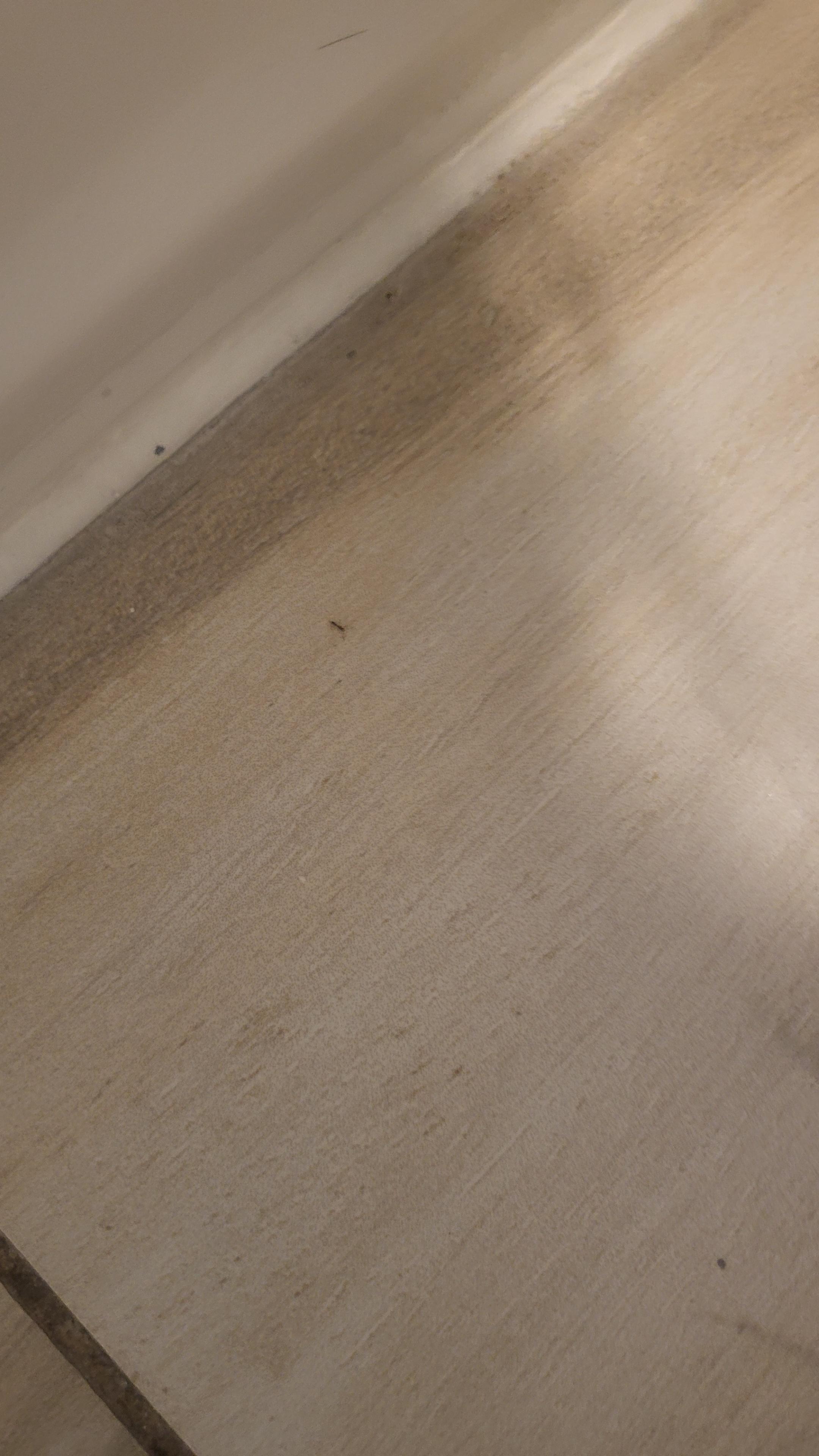 Picture of an ant I captured