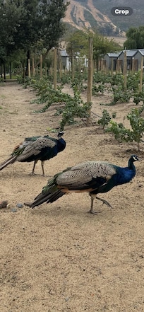 Some of the wildlife