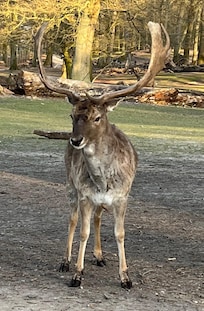 Walk to the deer forest