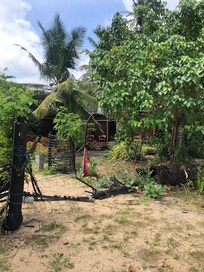 overgrown and abandoned