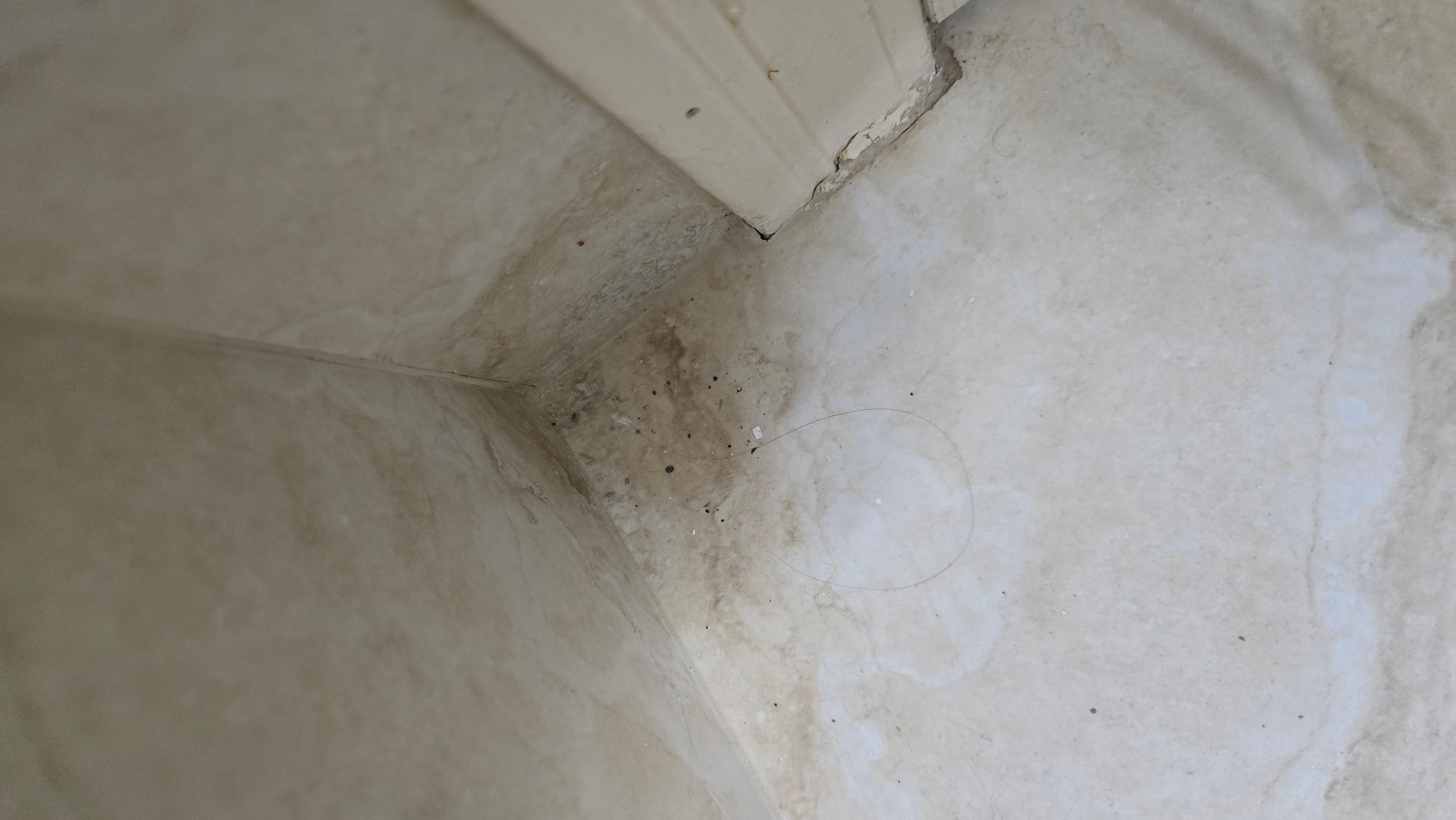 Dead bugs and general filth, something was moving. I pushed them into the corner with tissue