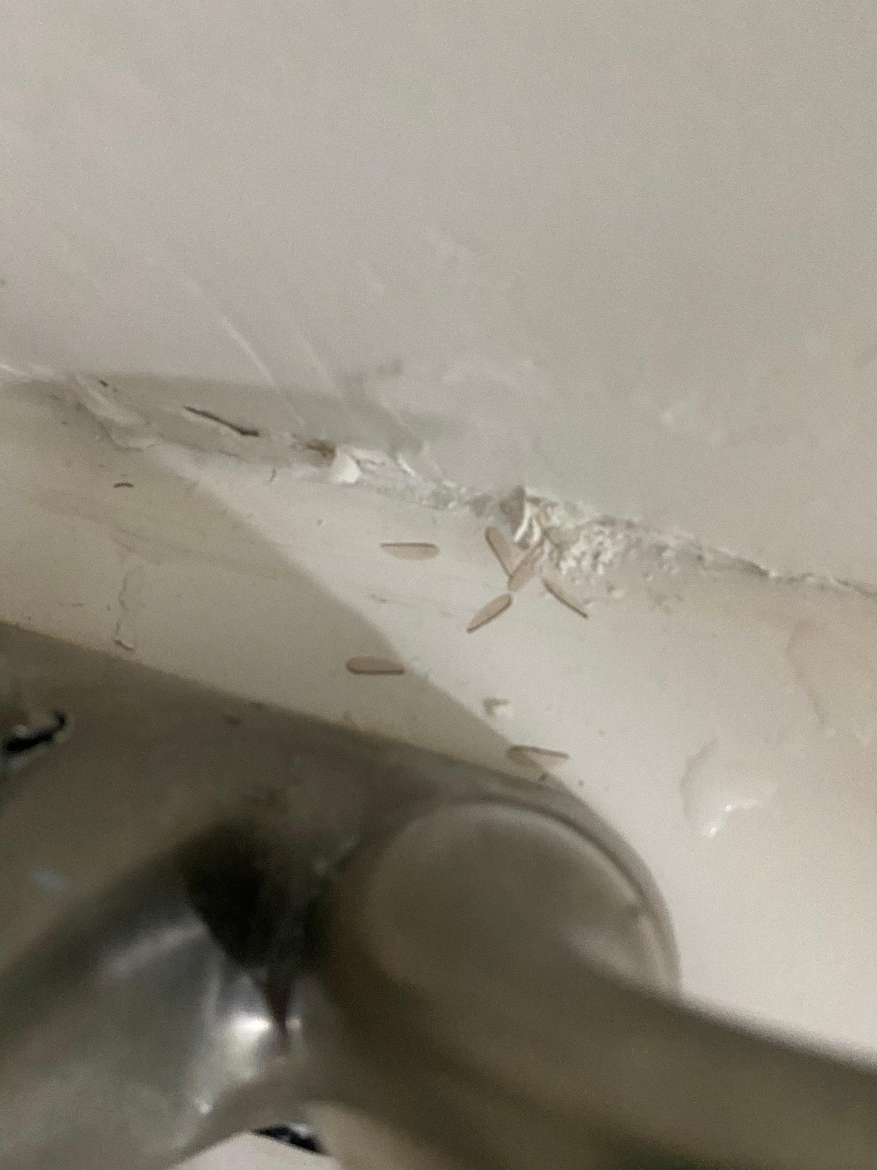Bug infection, they were everywhere even in the bed
