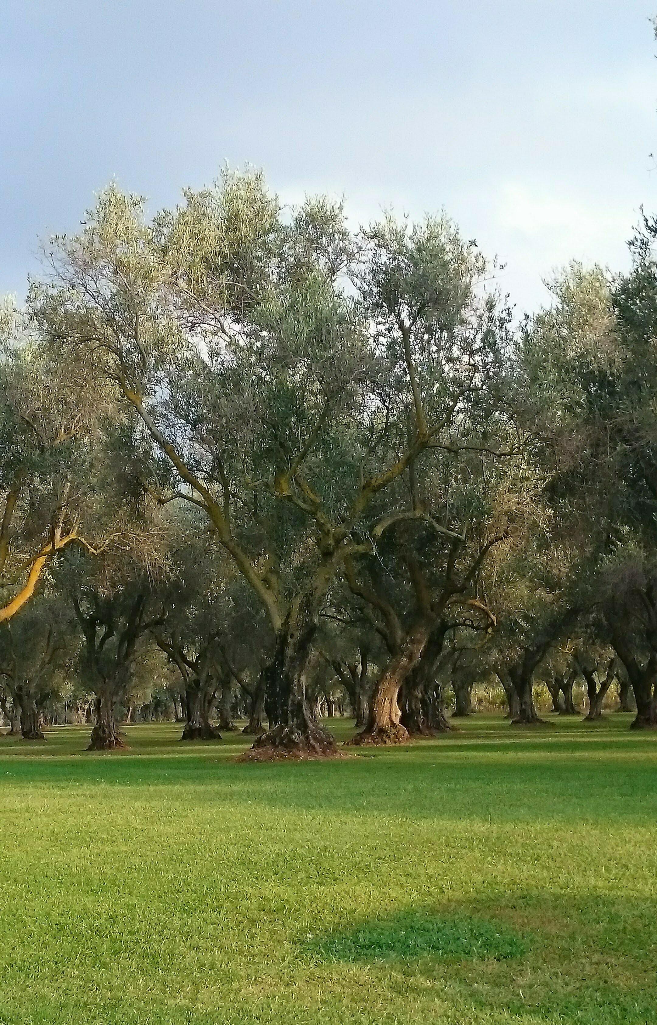 El olivar de la villa