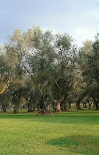 El olivar de la villa