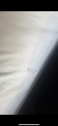 Bugs on the bed (screen shot from the video I took)